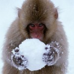 snowball monkey